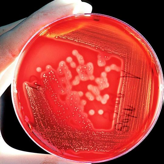 Dupont Industrial Biosciences plans to expand its research capabilities in Leiden. Dupont Industrial Biosciences plans to expand its research capabilities in Leiden.