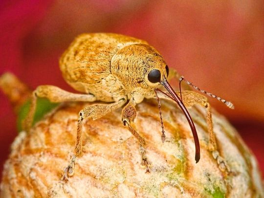 Käfer haben im Laufe der Evolution zahlreiche Arten entwickelt. Käfer haben im Laufe der Evolution zahlreiche Arten entwickelt.