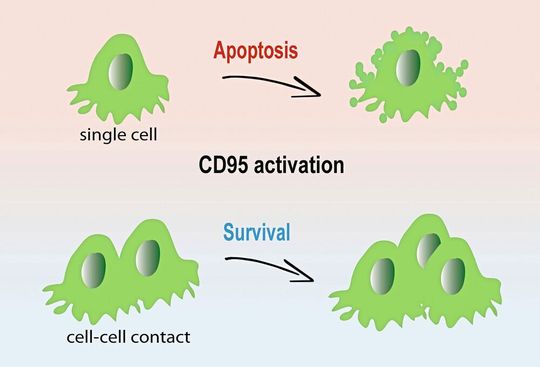 In isolierten Krebszellen führt CD95-Aktivierung zur Apoptose (oben). Für Krebszellen in dreidimensionalen Gewebestrukturen ist das CD95-Signal dagegen ein Wachstumsimpuls. In isolierten Krebszellen führt CD95-Aktivierung zur Apoptose (oben). Für Krebszellen in dreidimensionalen Gewebestrukturen ist das CD95-Signal dagegen ein Wachstumsimpuls.