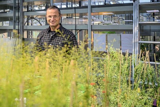 Professor Dario Leister untersucht in seinem Labor in Martinsried Prozesse der Photosynthese. Professor Dario Leister untersucht in seinem Labor in Martinsried Prozesse der Photosynthese.
