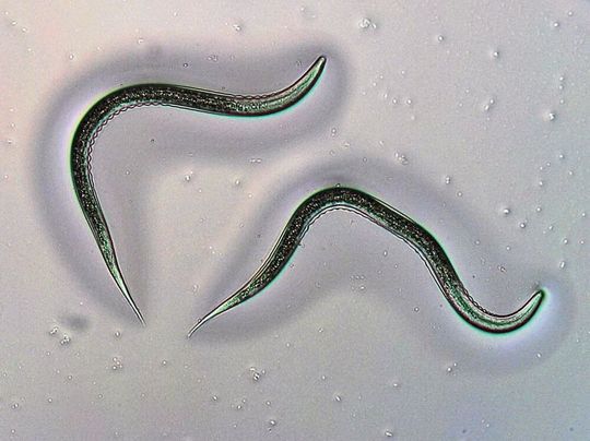 Parasitische Fadenwürmer (entomopathogene Nematoden) werden zur Bekämpfung von wurzelfressenden Schadinsekten eingesetzt. Die neue Studie zeigt nun, dass diese Fadenwürmer unter den richtigen Bedingungen gegen Pflanzenabwehrstoffe resistent werden und so ihre Effizienz weiter steigern können. Im Bild: Heterorhabditis bacteriophora im infektiven Juvenilstadium. Bild: Parasitische Fadenwürmer (entomopathogene Nematoden) werden zur Bekämpfung von wurzelfressenden Schadinsekten eingesetzt. Die neue Studie zeigt nun, dass diese Fadenwürmer unter den richtigen Bedingungen gegen Pflanzenabwehrstoffe resistent werden und so ihre Effizienz weiter steigern können. Im Bild: Heterorhabditis bacteriophora im infektiven Juvenilstadium. Bild: