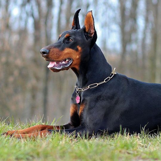 Kerberos ermöglicht die sichere Authentifizierung in TCP/IP-Netzwerken mithilfe einer Trusted Third Party. Kerberos ermöglicht die sichere Authentifizierung in TCP/IP-Netzwerken mithilfe einer Trusted Third Party.