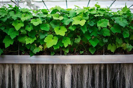 Mit der Plant Milking Technology wachsen die Pflanzenwurzeln vielfach nach.