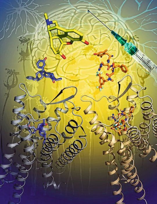 Die Grafik zeigt die zwei beschriebenen Kristallstrukturen des Delta-Opioid-(DOP)-Rezeptors mit aktivierenden Molekülen (blau und orange). Morphin, ein starkes Schmerzmittel, ist in Gelb dargestellt.