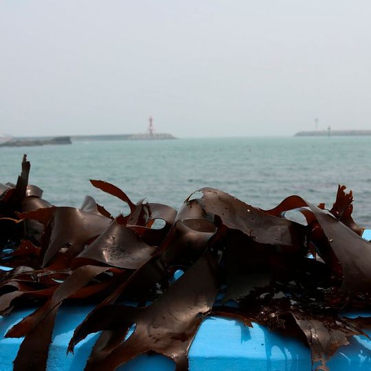The negative environmental effects of kelp cultivation is very limited, especially compared to other kinds of aquaculture. The negative environmental effects of kelp cultivation is very limited, especially compared to other kinds of aquaculture.