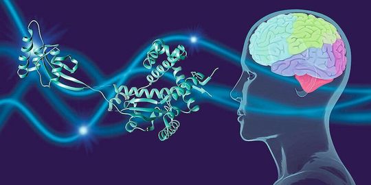 Chaperone schützen das Parkinson-Protein α-Synuclein im Gehirn. Chaperone schützen das Parkinson-Protein α-Synuclein im Gehirn.
