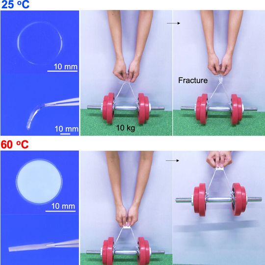 The gel is soft and transparent at 25°C and cannot support a 10 kg weight (top panels) but it quickly becomes rigid and opaque when heated to 60°C, becoming strong enough to support the weight (bottom panels). The gel is soft and transparent at 25°C and cannot support a 10 kg weight (top panels) but it quickly becomes rigid and opaque when heated to 60°C, becoming strong enough to support the weight (bottom panels).
