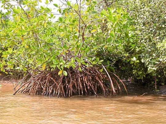 Die von Mangroven gesäumte Segara Anakan Lagune in Java, Indonesien, ist ein wichtiger Speicher für Kohlenstoff. Die von Mangroven gesäumte Segara Anakan Lagune in Java, Indonesien, ist ein wichtiger Speicher für Kohlenstoff.