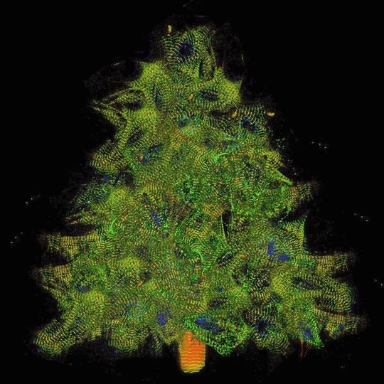Muskelzellen in der Weihnachtszeit (Collage aus Einzelzellen, die Titin-GFP und titin-DsRed exprimieren). Muskelzellen in der Weihnachtszeit (Collage aus Einzelzellen, die Titin-GFP und titin-DsRed exprimieren).