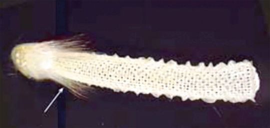 Bild 2: Vor zehn Jahren unternahmen Forscher bei Bell Laboratories und Lucent Technologies den Versuch, einen Tiefseeschwamm zu entwickeln, der sich zu einem Glasfaserkabel zur Datenübertragung entwickeln sollte.