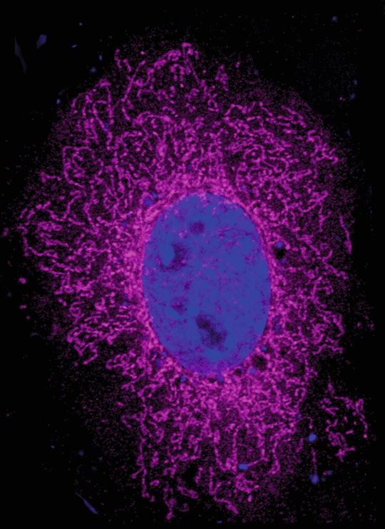 Das ARHGAP11B-Protein (Magenta) ist in den Mitochondrien vorhanden. Der Zellkern wird durch DAPI (blau) visualisiert. Das ARHGAP11B-Protein (Magenta) ist in den Mitochondrien vorhanden. Der Zellkern wird durch DAPI (blau) visualisiert.