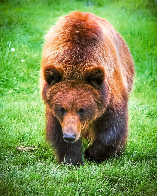 Bei Grizzlybären überstehen die Muskeln den Winterschlaf beinahe unbeschadet. Forscher suchen nun nach den Mechanismen, um so auch bettlägerigen Menschen zu helfen. Bei Grizzlybären überstehen die Muskeln den Winterschlaf beinahe unbeschadet. Forscher suchen nun nach den Mechanismen, um so auch bettlägerigen Menschen zu helfen.