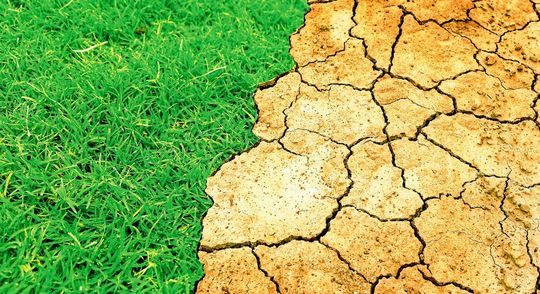 Frühes Grün kann im Sommer zu längeren Dürrezeiten sorgen. Frühes Grün kann im Sommer zu längeren Dürrezeiten sorgen.