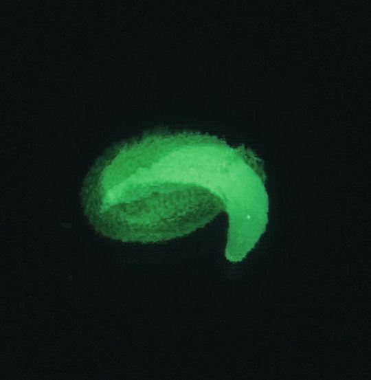 Samenkeimung unter dem Fluoreszenzmikroskop