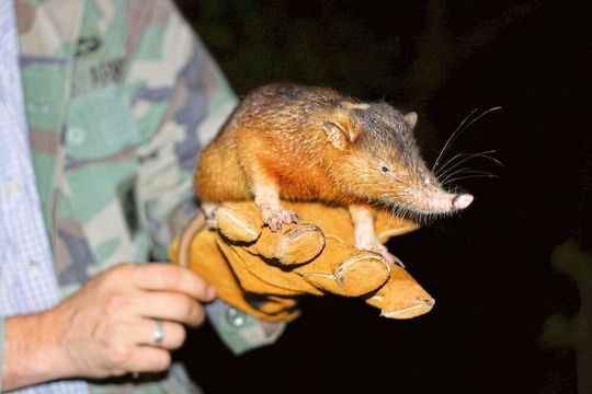 Der giftige Schlitzrüssler (Solenodon) ist eines der ältesten Säugetiere der Welt und extrem selten. Der giftige Schlitzrüssler (Solenodon) ist eines der ältesten Säugetiere der Welt und extrem selten.