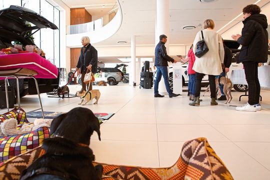 Gut 200 Besucher folgten der Einladung von Auto Bierschneider British Cars zum ersten Monaco Dog Day. Gut 200 Besucher folgten der Einladung von Auto Bierschneider British Cars zum ersten Monaco Dog Day.