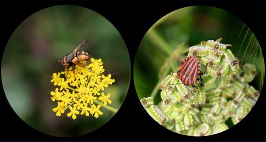 Insekten können bisher unbekannte Viren beherbergen. Insekten können bisher unbekannte Viren beherbergen.