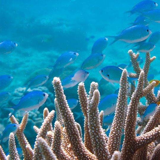 Damselfishes on the Great Barrier Reef in Australia, including species used by the researchers in their study. Damselfishes on the Great Barrier Reef in Australia, including species used by the researchers in their study.