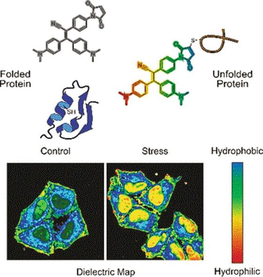 In gestressten Zellen sammeln sich häufig inaktive Proteine, die fehlgefaltet und entfaltet sind. Eine Sonde bindet an die fehlgefalteten Proteine und zeigt sie mittels Fluoreszenzsignal an. In gestressten Zellen sammeln sich häufig inaktive Proteine, die fehlgefaltet und entfaltet sind. Eine Sonde bindet an die fehlgefalteten Proteine und zeigt sie mittels Fluoreszenzsignal an.
