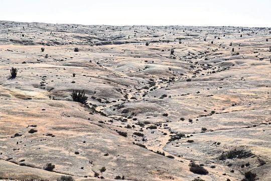 Die Landschaft mit den schwarzen Flecken: Sie entstehen durch die im trockenen Zustand gräulich gefärbten Organismen der Grit Crust. Die Landschaft mit den schwarzen Flecken: Sie entstehen durch die im trockenen Zustand gräulich gefärbten Organismen der Grit Crust.