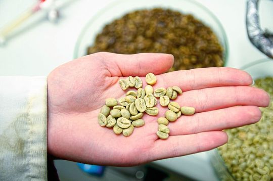 Noch sind sie grün: Die rohen Kaffeebohnen vor der Entkoffeinierung. Nachher sehen sie dunkel aus, ähnlich wie nach der Röstung – geröstet werden müssen sie trotzdem noch. Noch sind sie grün: Die rohen Kaffeebohnen vor der Entkoffeinierung. Nachher sehen sie dunkel aus, ähnlich wie nach der Röstung – geröstet werden müssen sie trotzdem noch.