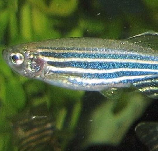 Austrian Researchers observed the entire brains of zebrafish to study their behaviour. Austrian Researchers observed the entire brains of zebrafish to study their behaviour.