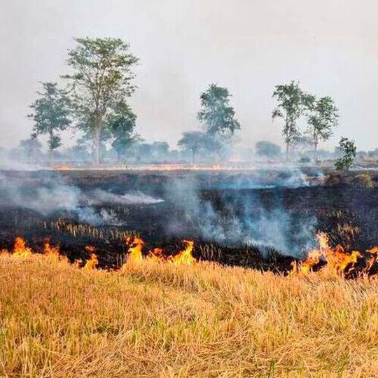 Agricultural waste burnt across large parts of India leads to increased environmental pollution. Agricultural waste burnt across large parts of India leads to increased environmental pollution.