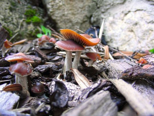 Der bläuende Kahlkopf, Psilocybe cyanescens, reagiert bei Verwundung mit einer blauen Verfärbung. Er trägt die Farbe bereits im Namen. Der bläuende Kahlkopf, Psilocybe cyanescens, reagiert bei Verwundung mit einer blauen Verfärbung. Er trägt die Farbe bereits im Namen.