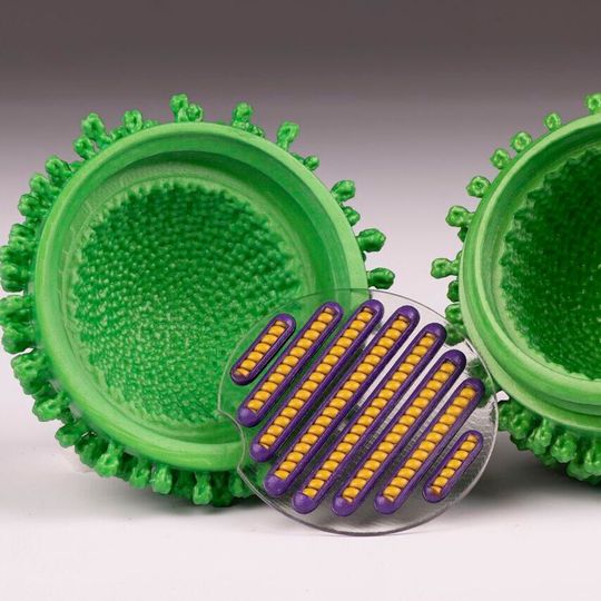 An influenza virus model created in the opened position on the Mimaki 3DUJ-553 3D printe. The clear disk that contains the eight purple capsids and the eight yellow RNA strands has been removed from the green envelope. An influenza virus model created in the opened position on the Mimaki 3DUJ-553 3D printe. The clear disk that contains the eight purple capsids and the eight yellow RNA strands has been removed from the green envelope.