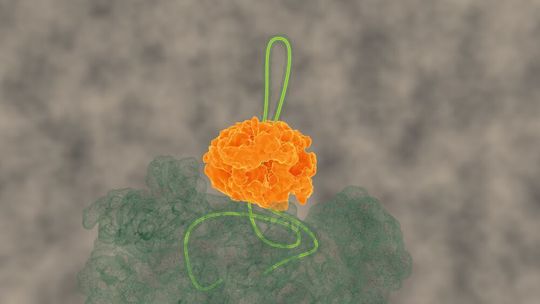 Das Chaperon ClpB zieht eine freie Proteinkette durch seine zentrale Pore. Das Chaperon ClpB zieht eine freie Proteinkette durch seine zentrale Pore.