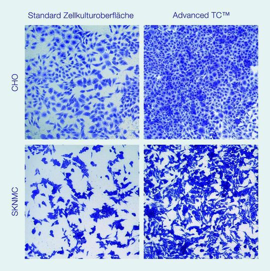 Abb. 1: Proliferation: CHO- und SKNMC-Zellen wurden in einer 96-Well-Platte ausgesät, für 72 Stunden kultiviert (37 °C, 5% CO2) und daraufhin mit Kristallviolett gefärbt. Aufgrund der gesteigerten Proliferation erreichen beide Zelllinien auf der Oberfläche Advanced TC höhere Zelldichten. Abb. 1: Proliferation: CHO- und SKNMC-Zellen wurden in einer 96-Well-Platte ausgesät, für 72 Stunden kultiviert (37 °C, 5% CO2) und daraufhin mit Kristallviolett gefärbt. Aufgrund der gesteigerten Proliferation erreichen beide Zelllinien auf der Oberfläche Advanced TC höhere Zelldichten.