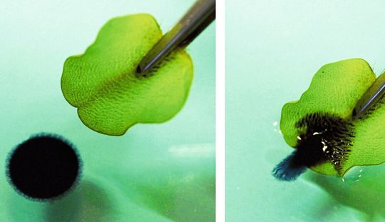 Ein Rohöltropfen auf einer Wasseroberfläche wird sekundenschnell von einem Blatt des Schwimmfarnes Salvinia adsorbiert und aus dem Wasser gezogen. (Ausschnitt) Ein Rohöltropfen auf einer Wasseroberfläche wird sekundenschnell von einem Blatt des Schwimmfarnes Salvinia adsorbiert und aus dem Wasser gezogen. (Ausschnitt)