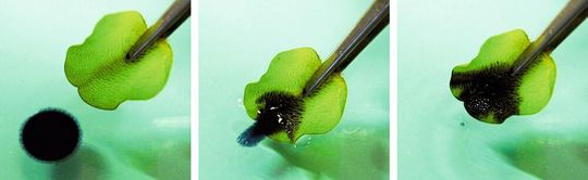 Ein Rohöltropfen auf einer Wasseroberfläche wird sekundenschnell von einem Blatt des Schwimmfarnes Salvinia adsorbiert und aus dem Wasser gezogen. Ein Rohöltropfen auf einer Wasseroberfläche wird sekundenschnell von einem Blatt des Schwimmfarnes Salvinia adsorbiert und aus dem Wasser gezogen.