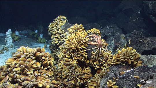 Bathymodiolus-Muscheln und andere Bewohner der Hydrothermalquellen am Mittelatlantischen Rücken vor der Küste der Azoren. Bathymodiolus-Muscheln und andere Bewohner der Hydrothermalquellen am Mittelatlantischen Rücken vor der Küste der Azoren.