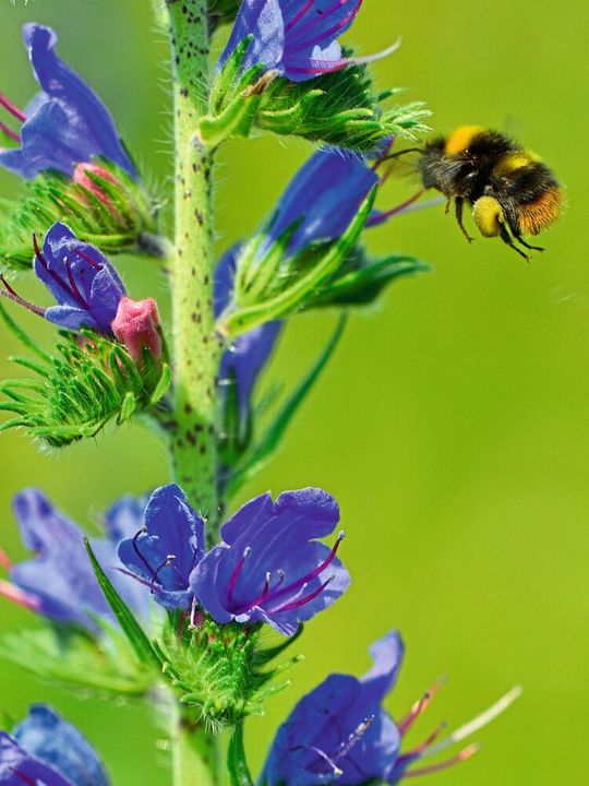 Eine Wiesenhummel sammelt Pollen an einem blauen Natternkopf. Eine Wiesenhummel sammelt Pollen an einem blauen Natternkopf.