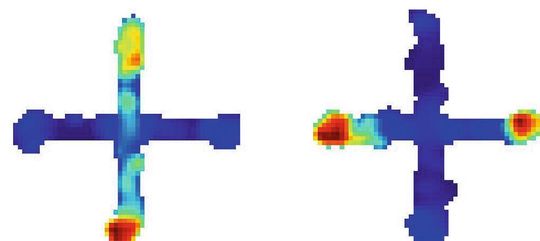 Bei Ratten, die durch ein kreuzförmiges Labyrinth geschickt wurden, zeichneten Neurowissenschafter ein symmetrisches Aktivitätsmuster der Zellen des medialen präfrontalen Cortex (mPFC) auf. Dies gilt als Hinweis darauf, dass die Neuronenaktivität in dieser Gehirnregion für eine relative Positionierung in den beiden Start- (oben und unten; linkes Bild) bzw. den beiden Zielarmen (links und rechts; rechtes Bild) kodiert.