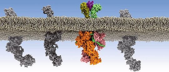 Wissenschaftler aus Deutschland, Großbritannien, Finnland und den USA entdecken, wie fehlgeleitete Kommunikation zwischen Zellen zu Leukämie-Erkrankungen führen. Wissenschaftler aus Deutschland, Großbritannien, Finnland und den USA entdecken, wie fehlgeleitete Kommunikation zwischen Zellen zu Leukämie-Erkrankungen führen.