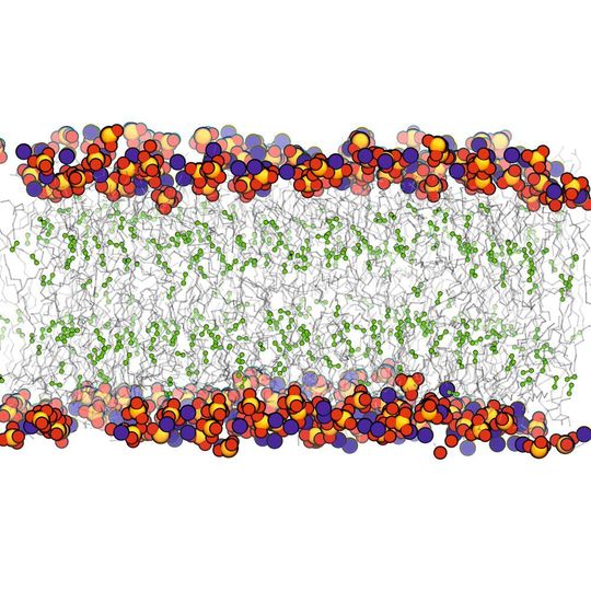 Molekulardynamische Simulation einer sehr lose gepackten Membran (alle Azylketten der Lipide sind ungesättigt – die Doppelbindung ist grün dargestellt) Molekulardynamische Simulation einer sehr lose gepackten Membran (alle Azylketten der Lipide sind ungesättigt – die Doppelbindung ist grün dargestellt)