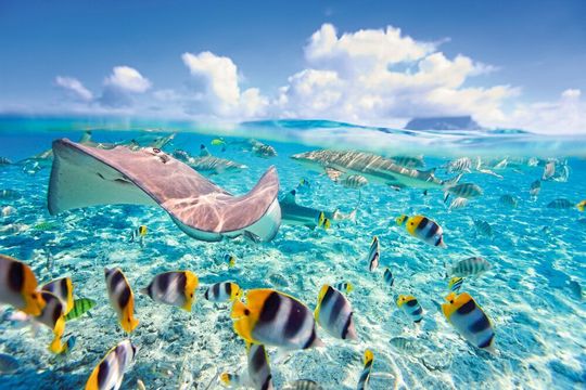 Bunte Vielfalt: Die höchste genetische Diversität bei Fischen ist in den Tropen zu finden. Bunte Vielfalt: Die höchste genetische Diversität bei Fischen ist in den Tropen zu finden.