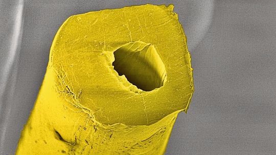 Kern-Mantelfasern werden im Schmelzspinnverfahren aus zwei Komponenten hergestellt. Im Bild eine textile Polymerfaser mit zentralem Kanal (Rasterelektronenmikroskopie-Aufnahme, 1200-fach vergrössert, nachkoloriert). Kern-Mantelfasern werden im Schmelzspinnverfahren aus zwei Komponenten hergestellt. Im Bild eine textile Polymerfaser mit zentralem Kanal (Rasterelektronenmikroskopie-Aufnahme, 1200-fach vergrössert, nachkoloriert).