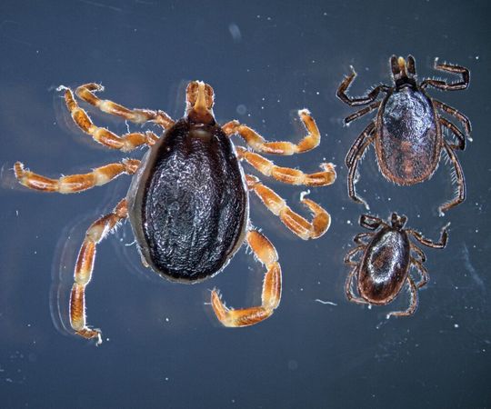 Bis zu dreimal so groß wie ihr europäischer Verwandter, der gemeine Holzbock (Weibchen rechts, Männchen unten): die tropische Zecke Hyalomma (links) Bis zu dreimal so groß wie ihr europäischer Verwandter, der gemeine Holzbock (Weibchen rechts, Männchen unten): die tropische Zecke Hyalomma (links)