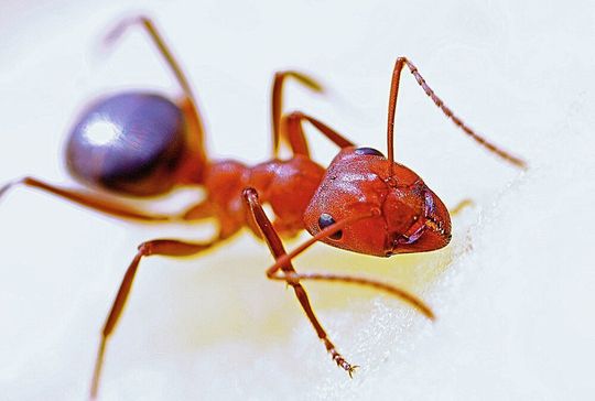 Ameisen und andere Insekten haben eine wachsartige Schutzschicht auf ihrem Körper (Symbolbild). Ameisen und andere Insekten haben eine wachsartige Schutzschicht auf ihrem Körper (Symbolbild).