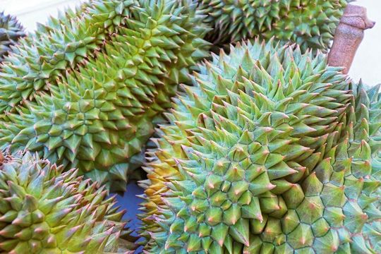 Das Fruchtfleisch der reifen Durian verströmt einen ungewöhnlich starken Duft, der an faule Zwiebeln erinnert und äußerst langanhaltend ist. (Symbolbild) Das Fruchtfleisch der reifen Durian verströmt einen ungewöhnlich starken Duft, der an faule Zwiebeln erinnert und äußerst langanhaltend ist. (Symbolbild)
