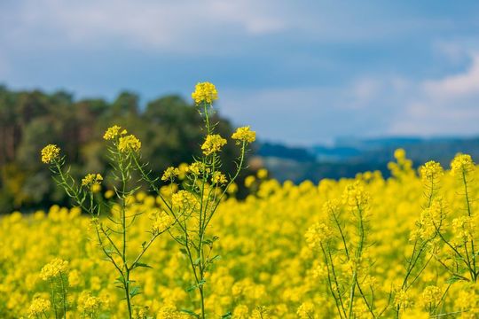 Aufgrund des trockenen Wetters wurde 2019 weniger Raps für Biodiesel angebaut. Aufgrund des trockenen Wetters wurde 2019 weniger Raps für Biodiesel angebaut.