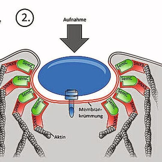 Chlamydien dringen über einen speziellen Mechanismus in Zellen ein (Ausschnitt). Chlamydien dringen über einen speziellen Mechanismus in Zellen ein (Ausschnitt).
