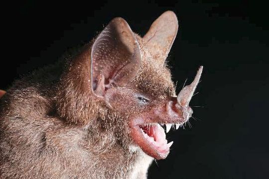 Brillenblattnasen-Fledermaus Brillenblattnasen-Fledermaus