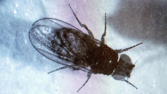 Fruchtfliegen, die mit einer zuckerhaltigen Nahrung gefüttert worden waren, starben früher als Artgenossen mit anderem Futter. Der Effekt konnte durch eine zusätzliche Wasserquelle verhindert werden.