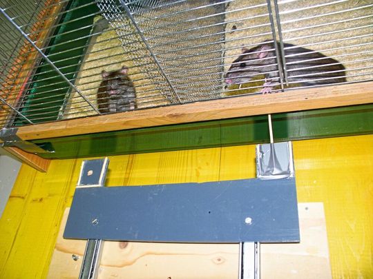Die Ratte auf der rechten Seite zieht eine Plattform in Richtung des Käfigs, sodass die Ratte im linken Abteil Futter bekommt (eine Haferflocke). Die ziehende Ratte erhält dabei selbst keine Belohnung.