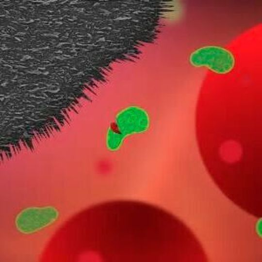 The nanoplatelets on the surface of the implants prevent bacterial infection but, crucially, without damaging healthy human cells, which are around 25 times larger. The nanoplatelets on the surface of the implants prevent bacterial infection but, crucially, without damaging healthy human cells, which are around 25 times larger.