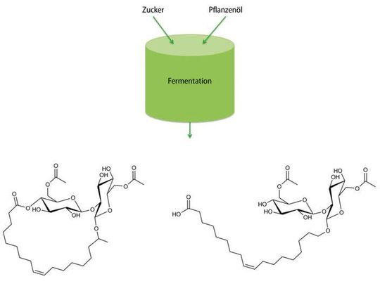 Schematische Darstellung der Herstellung von Sohorolipiden in lactonischer (links) und acidischer (rechts) Form.